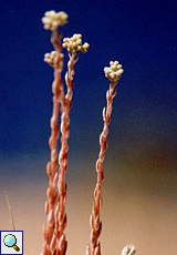 Nizza-Mauerpfeffer (Tree Sedum, Sedum sediforme) Nizza-Mauerpfeffer (Tree Sedum, Sedum sediforme)
