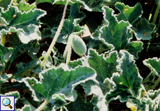 Spritzgurke (Squirting Cumcumber, Ecballium elaterium) Spritzgurke (Squirting Cumcumber, Ecballium elaterium)