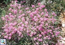 Kopfiger Thymian (Mediterranean Thyme, Thymbra capitata) Kopfiger Thymian (Mediterranean Thyme, Thymbra capitata)