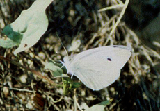 Großer Kohlweißling (Large White, Pieris brassicae) Großer Kohlweißling (Large White, Pieris brassicae)