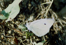 Großer Kohlweißling (Large White, Pieris brassicae)