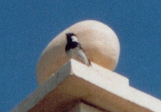 Männlicher Italiensperling (Italian Sparrow, Passer italiae)