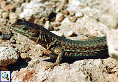 Männliche Malta-Eidechse (Maltese Wall Lizard, Podarcis filfolensis maltensis)
