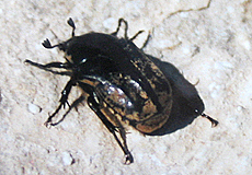 Aethiessa floralis Aethiessa floralis