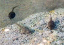 Larven des Gemalten Scheibenzünglers (Painted Frog, Discoglossus pictus) Larven des Gemalten Scheibenzünglers (Painted Frog, Discoglossus pictus)