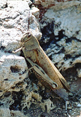 Ägyptische Wanderheuschrecke (Egyptian Locust, Anacridium aegypticum)