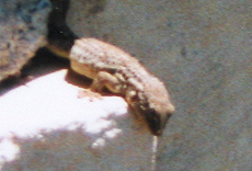 Mauergecko (Wall Gecko, Tarentola mauritanica)