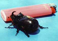 Männlicher Nashornkäfer (Rhinoceros beetle, Oryctes nasicornis)