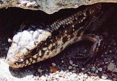 Gefleckter Walzenskink (Ocellated Skink, Chalcides ocellatus) Gefleckter Walzenskink (Ocellated Skink, Chalcides ocellatus)