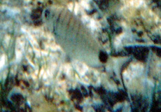 Geißbrasse (White Seabream, Diplodus sargus)