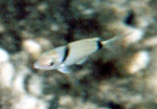 Zweibindenbrasse (Mojarra, Diplodus vulgaris) Zweibindenbrasse (Mojarra, Diplodus vulgaris)