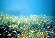 Mittelmeer-Neptungras (Oceanic Posidonia, Posidonia oceanica) Mittelmeer-Neptungras (Oceanic Posidonia, Posidonia oceanica)