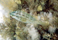 Symphodus roissali (Five-spotted Wrasse) Symphodus roissali (Five-spotted Wrasse)