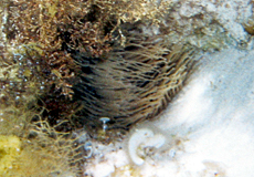 Wachsrose (Opelet Anemone, Anemonia sulcata) Wachsrose (Opelet Anemone, Anemonia sulcata)