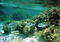 Die Unterwasserwelt bei Cominotto