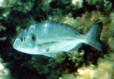 Goldbrasse (Gilthead Seabream, Sparus aurata) Goldbrasse (Gilthead Seabream, Sparus aurata)