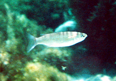 Oedalechilus labeo (Boxlip Mullet) Oedalechilus labeo (Boxlip Mullet)