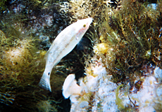 Grauer Lippfisch (Grey Wrasse, Symphodus cinereus) Grauer Lippfisch (Grey Wrasse, Symphodus cinereus)