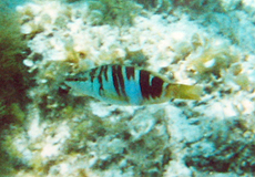 Schriftbarsch (Painted Comber, Serranus scriba) Schriftbarsch (Painted Comber, Serranus scriba)