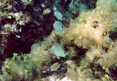 Brandbrasse (Saddled Seabream, Oblada melanura) Brandbrasse (Saddled Seabream, Oblada melanura)