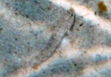 Atlantischer Eidechsenfisch (Atlantic Lizardfish, Synodus saurus) Atlantischer Eidechsenfisch (Atlantic Lizardfish, Synodus saurus)