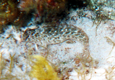 Pflanzenfressender Schleimfisch (Rusty Blenny, Parablennius sanguinolentus)