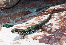 Malta-Eidechse (Maltese Wall Lizard, Podarcis filfolensis) Malta-Eidechse (Maltese Wall Lizard, Podarcis filfolensis)