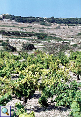 Auf Malta gibt es mancherorts Weinpflanzen