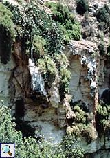 Steile Felswand der Maqluba-Senke