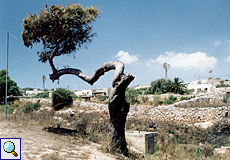 Uriger Baum in der Nähe der Buskett Gardens