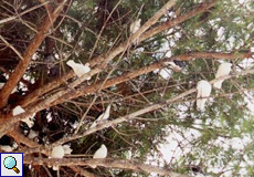 Weiße Tauben in Maó