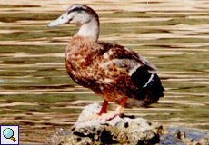 Stockente (Mallard, Anas platyrhynchos), Männchen im Schlichtkleid