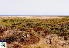 Blick auf die Dünenvegetation