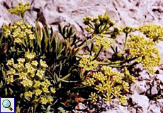 Meerfenchel (Rock Samphire, Crithmum maritimum)