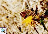 Schmetterling auf dem Monte Toro