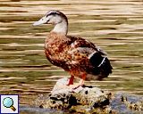 Ente