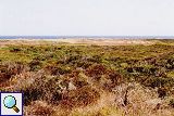 Blick auf die D&uuml;nenvegetation