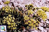 Meerfenchel (Rock Samphire, Crithmum maritimum)