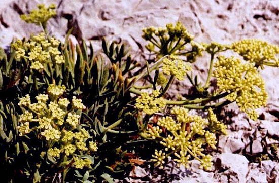 Meerfenchel (Rock Samphire, Crithmum maritimum)