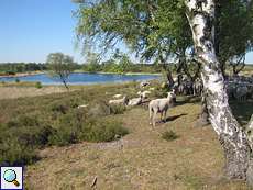 Schafe durchstreifen den Naturpark De Hamert
