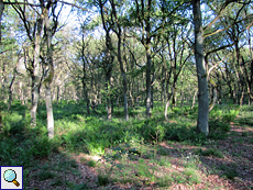 Frühlingsgrün im Wald des Naturparks De Hamert