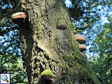 Baumpilze im Wald des Naturparks de Hamert