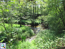 Bachlauf im Naturpark De Hamert