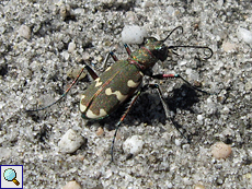 Dünen-Sandlaufkäfer (Northern Dune Tiger Beetle, Cicindela hybrida)