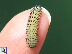 Larve der Eichenblattwespe (Oak Sawfly, Periclista lineolata)