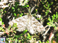 Männlicher Heidespanner (Common Heath, Ematurga atomaria)