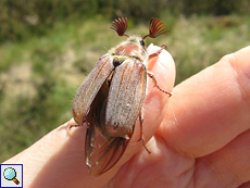 Männlicher Feldmaikäfer (European Cockchafer, Melolontha melolontha)