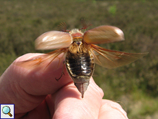 Männlicher Feldmaikäfer (European Cockchafer, Melolontha melolontha)