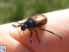 Gartenlaubkäfer (Garden Chafer, Phyllopertha horticola)