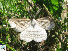 Männlicher Heide-Streifenspanner (Grass Wave, Perconia strigillaria)